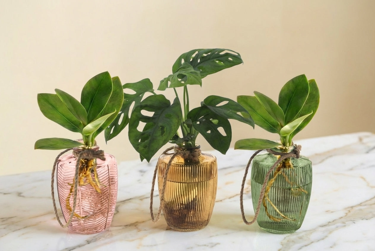 Trio de plantes en hydroculture