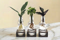 Trio de boutures en bouteille en verre et socle noir