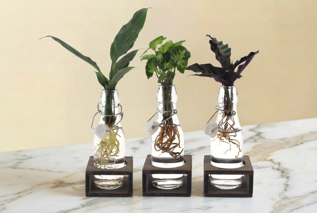 Trio de boutures en bouteille en verre et socle noir