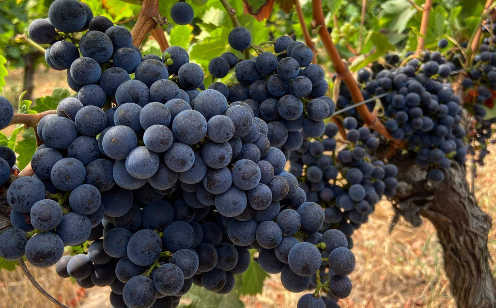 Vigne de raisin bio (lot de 3)