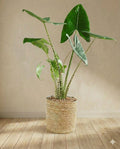 Alocasia Zebrina