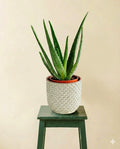 Aloe Vera Barbadensis