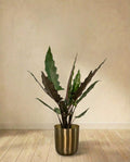 Alocasia Lauterbachiana