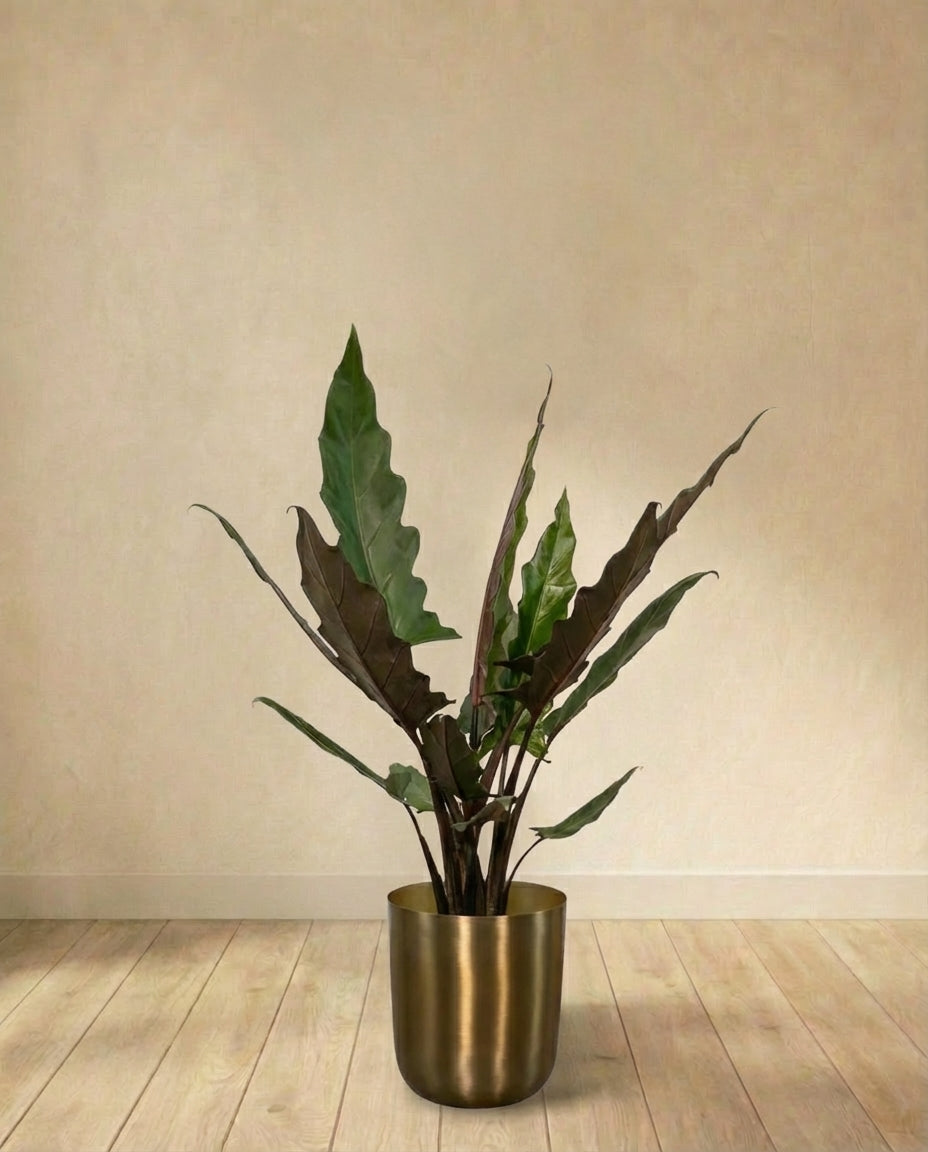 Alocasia Lauterbachiana