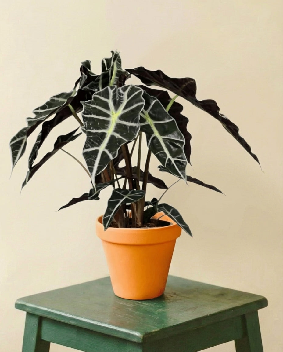 Alocasia Polly