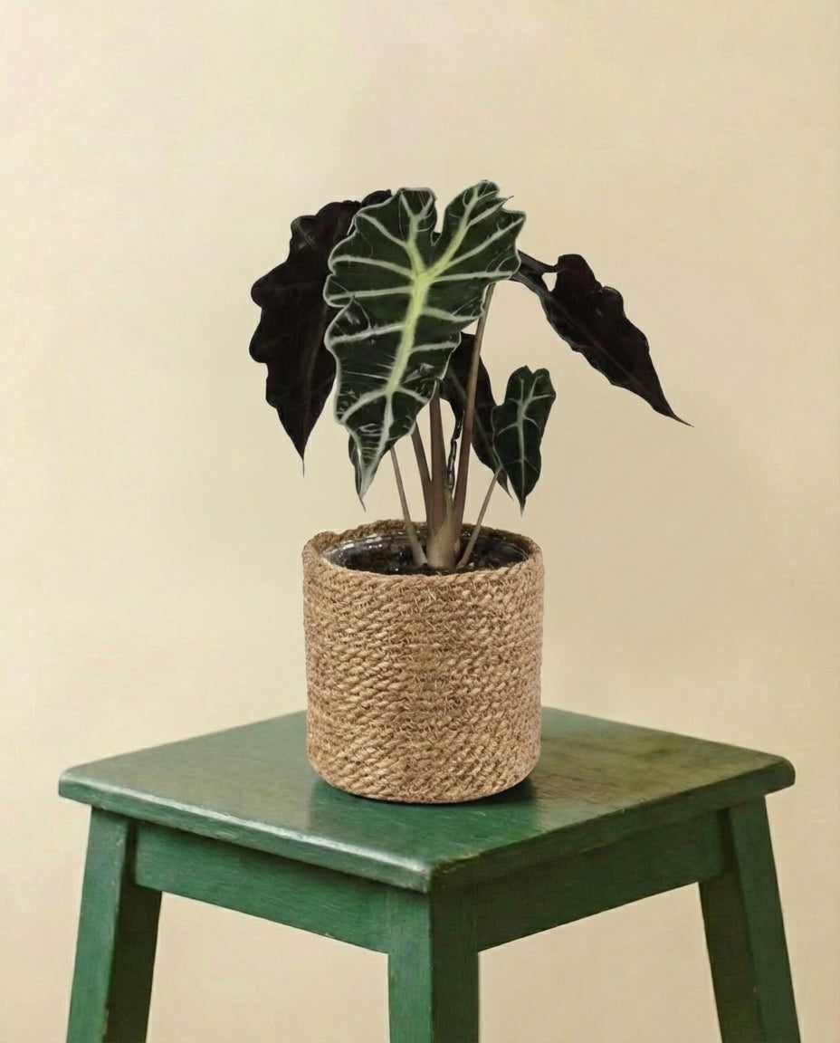 Alocasia Polly