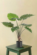 Alocasia plante artificielle (h70cm / Ø12cm)