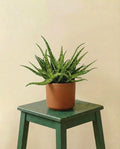 Aloe Spider