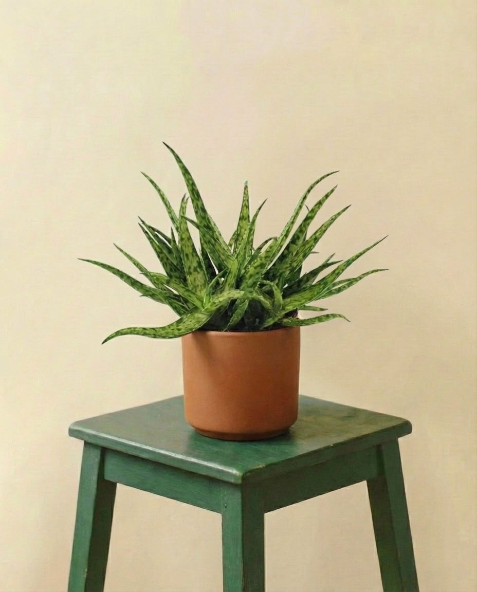 Aloe Spider