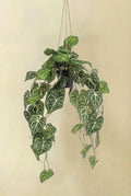 Anthurium Clarinervium plante artificielle (h80cm / Ø18cm)