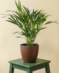 Palmier Areca