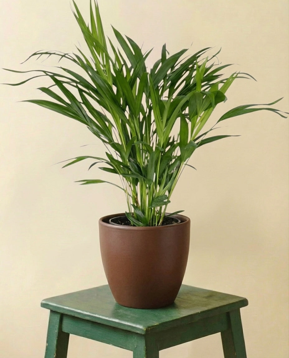 Palmier Areca