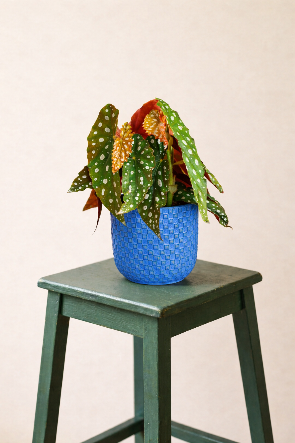 Begonia Maculata