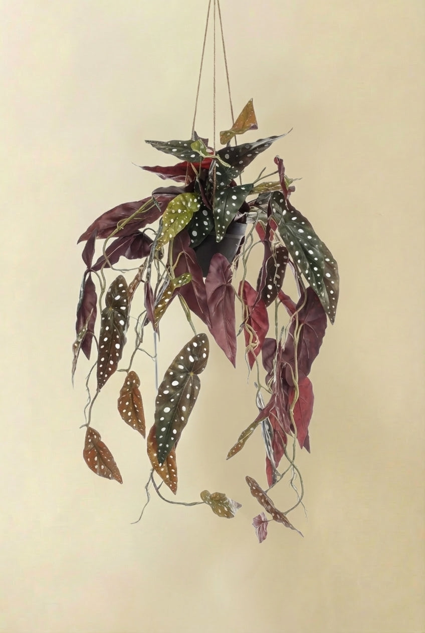 Bégonia Maculata plante artificielle (h80cm / Ø18cm)