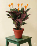 Calathea Crocata