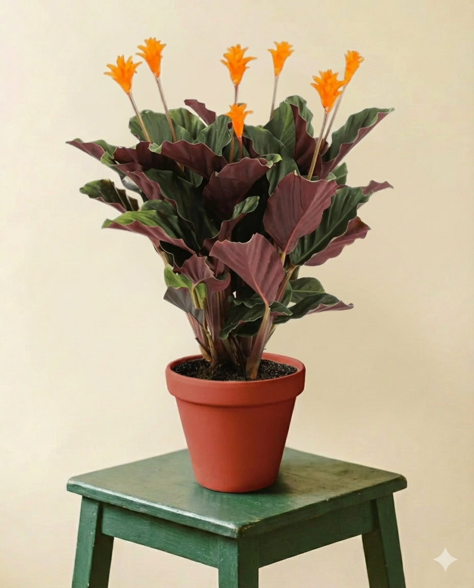 Calathea Crocata