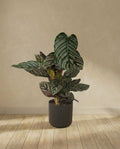 Calathea Ornata
