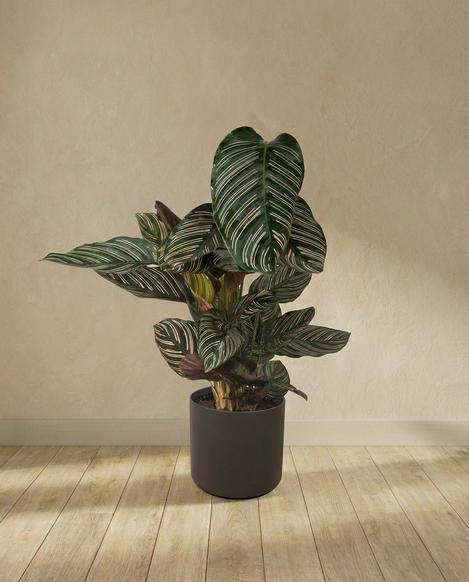 Calathea Ornata