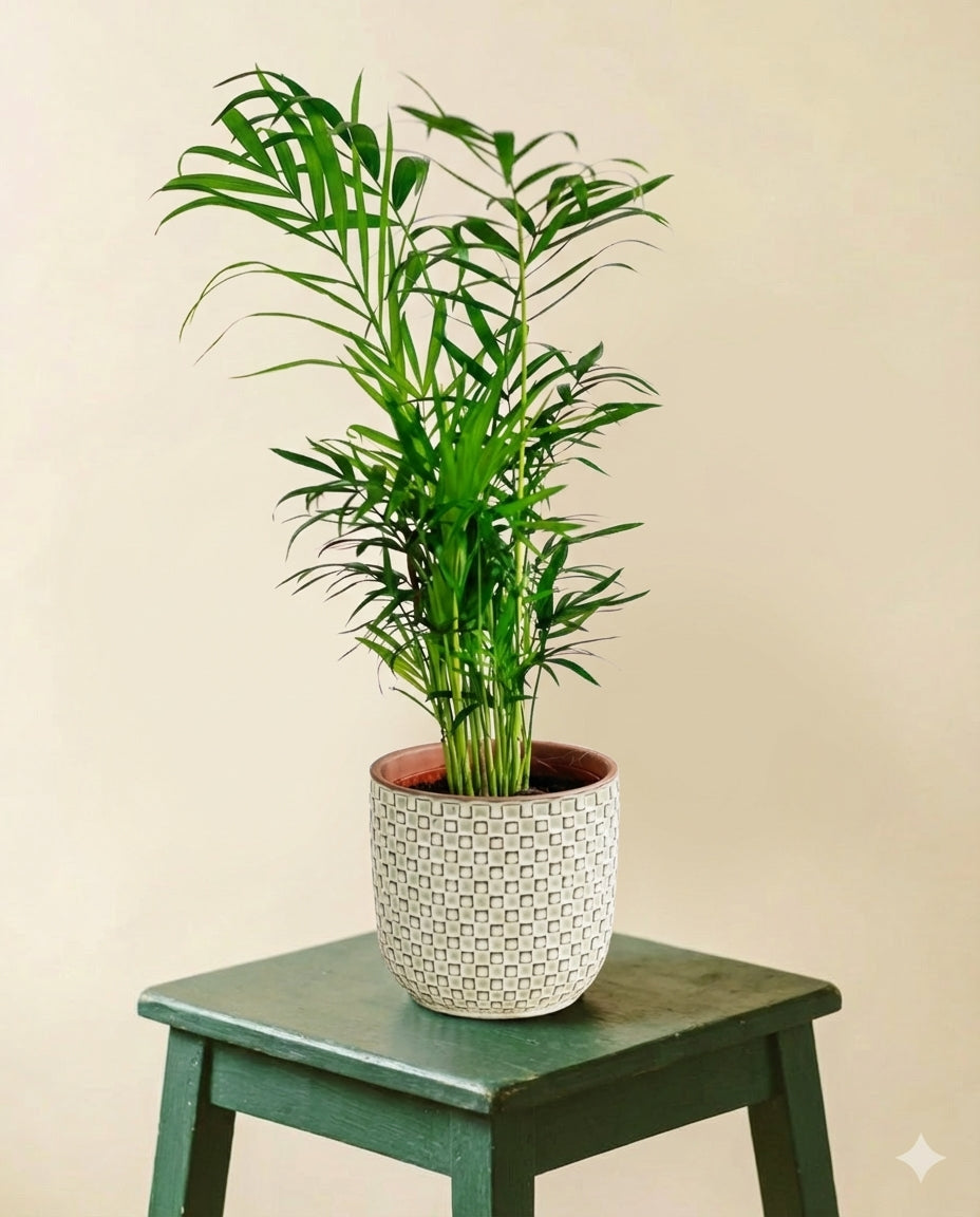Chamaedorea Elegans