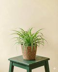 Chlorophytum variegata