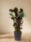 Calathea Compactstar