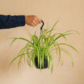 Chlorophytum Comosum 'Variegatum'