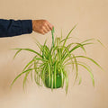Chlorophytum Comosum Bonnie