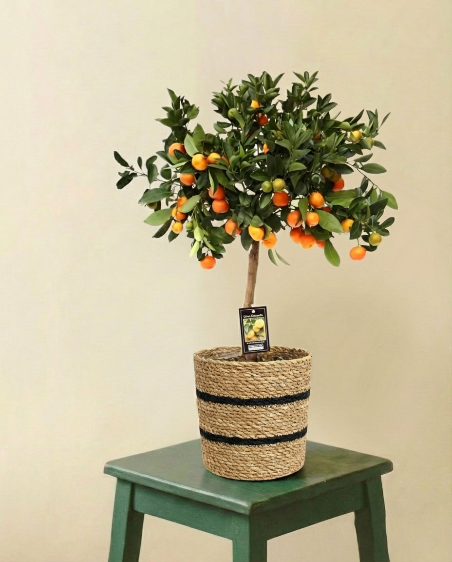 Citrus Calamondin