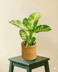 Dieffenbachia Compacta Mars