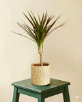 Dracaena Magenta