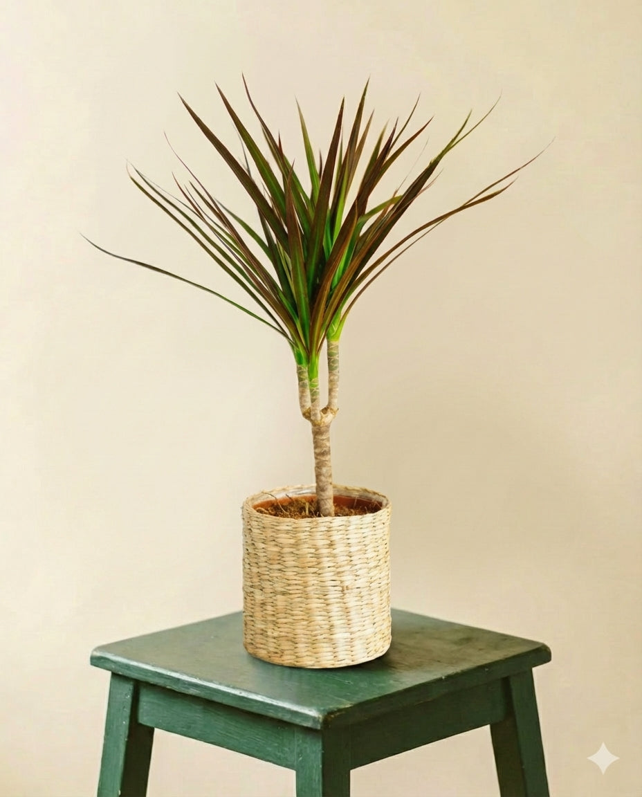 Dracaena Magenta