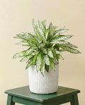 Dieffenbachia Vesuvius (h80cm)