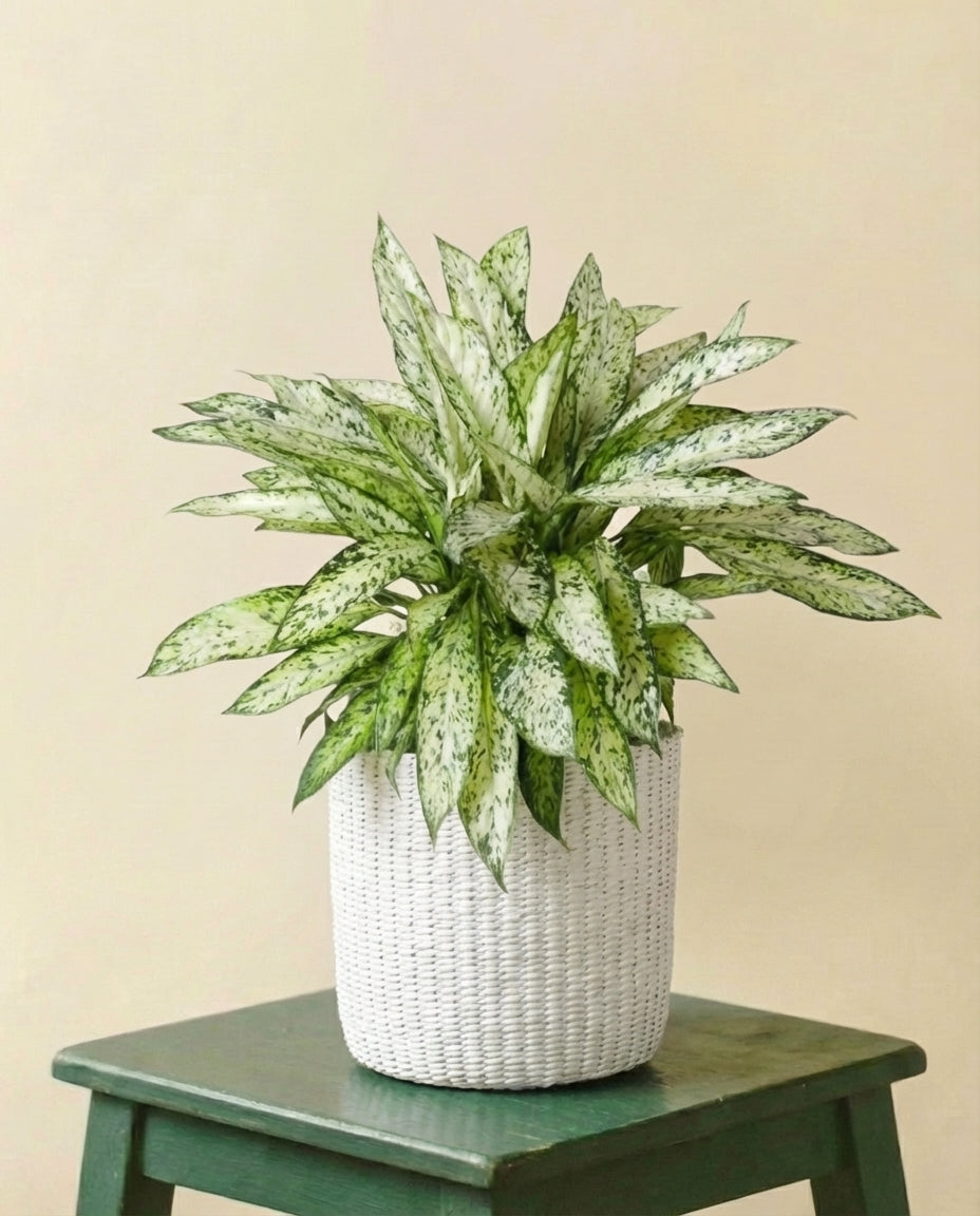 Dieffenbachia Vesuvius (h80cm)