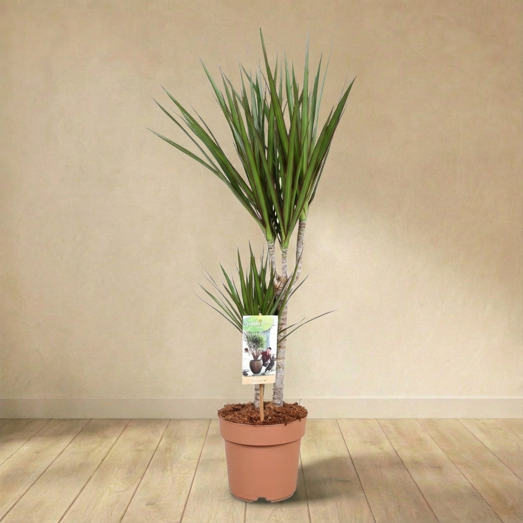 Dracaena Marginata