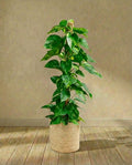 Epipremnum Pothos