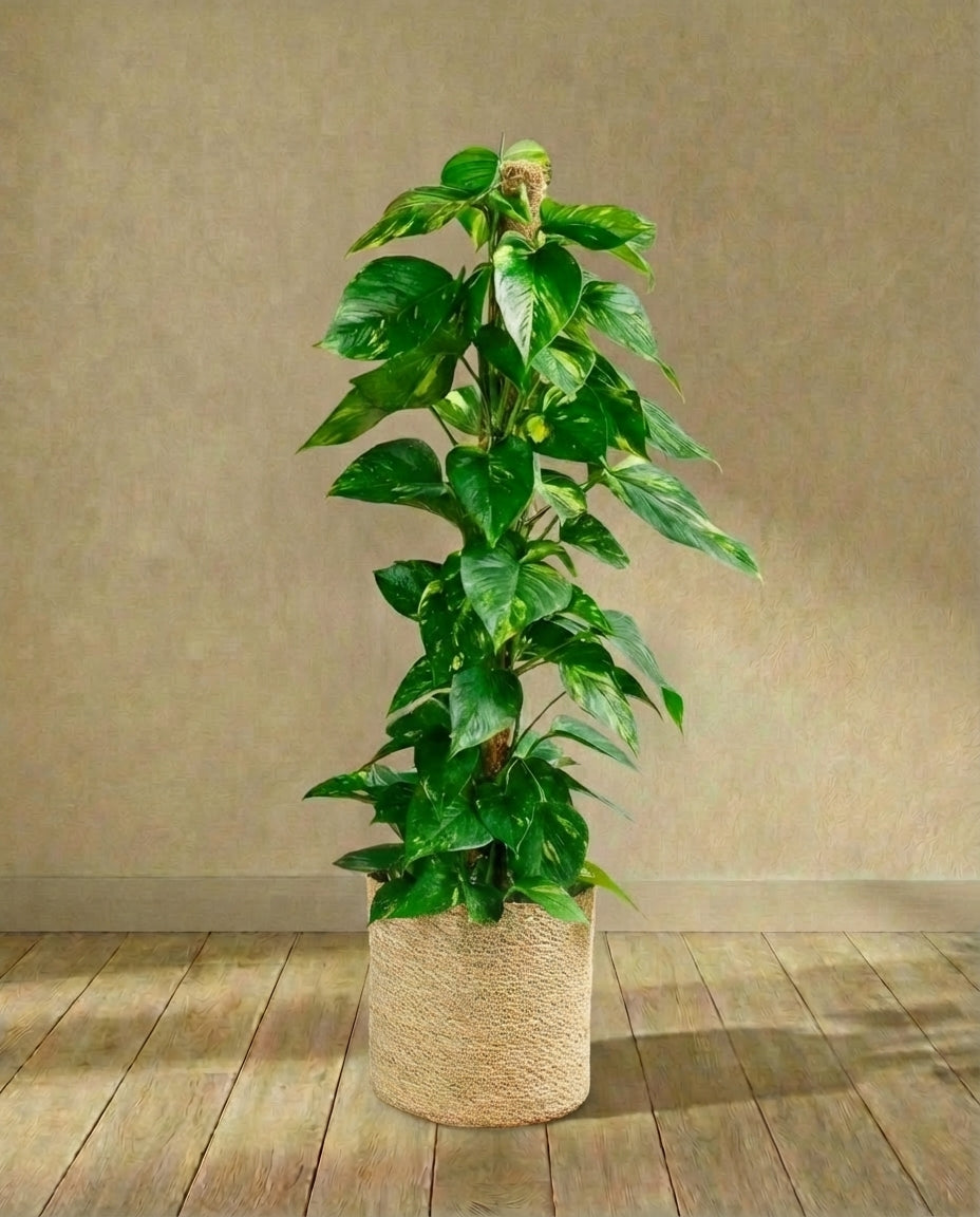 Epipremnum Pothos