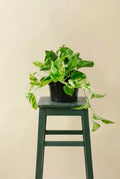 Epipremnum Marble Queen