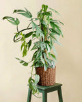 Epipremnum Pinnatum Cebu Blue