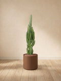 Euphorbe Trigona