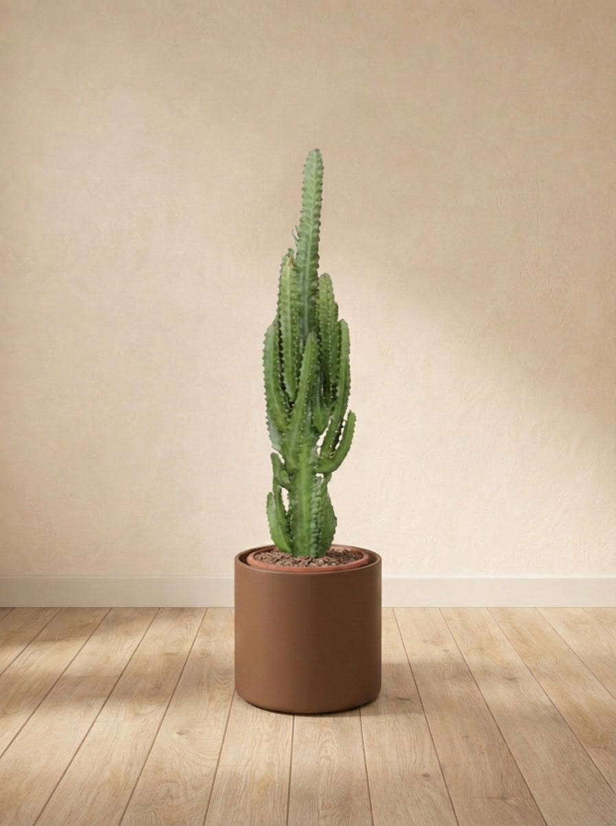 Euphorbe Trigona