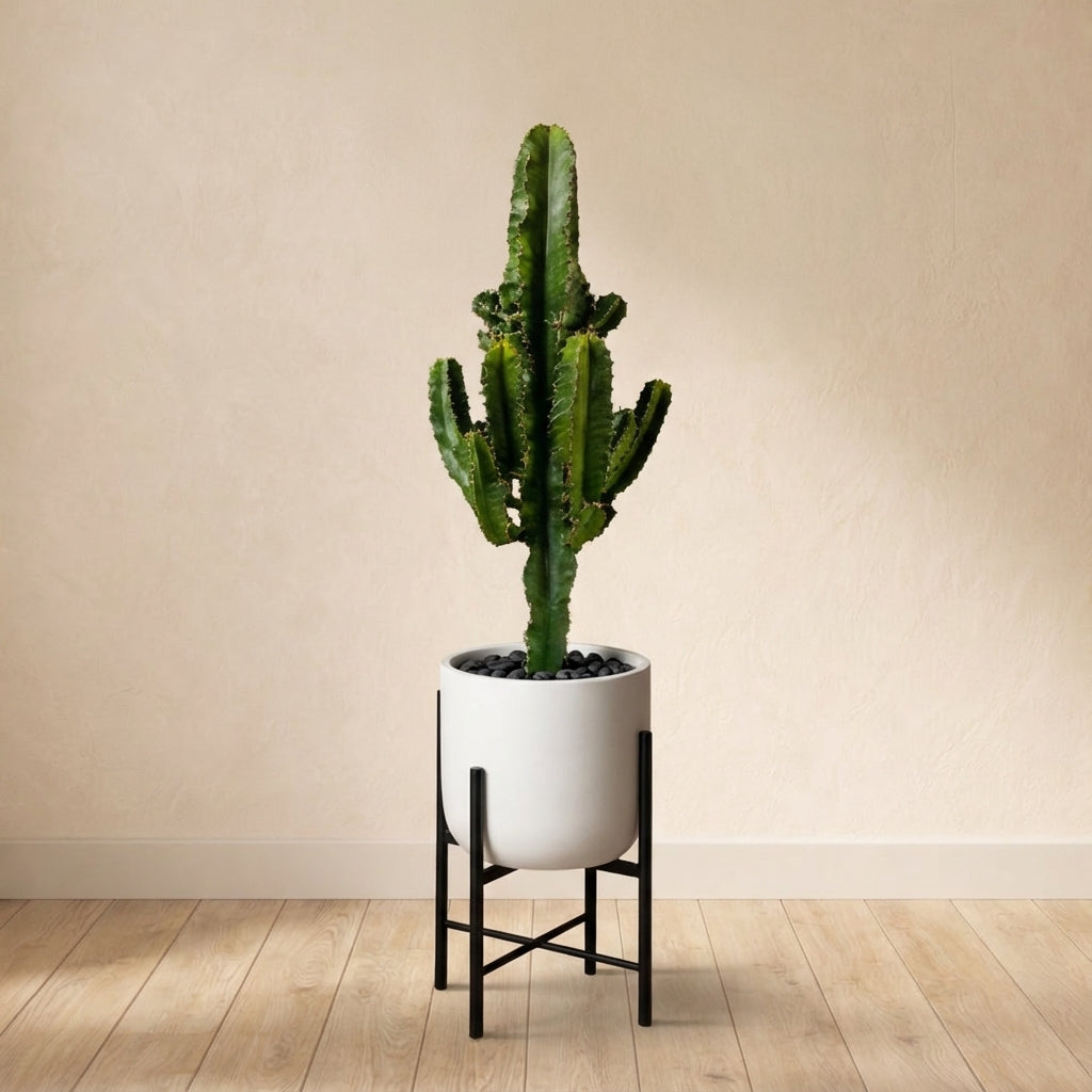 Euphorbe Eritrea (d17cm H60cm)