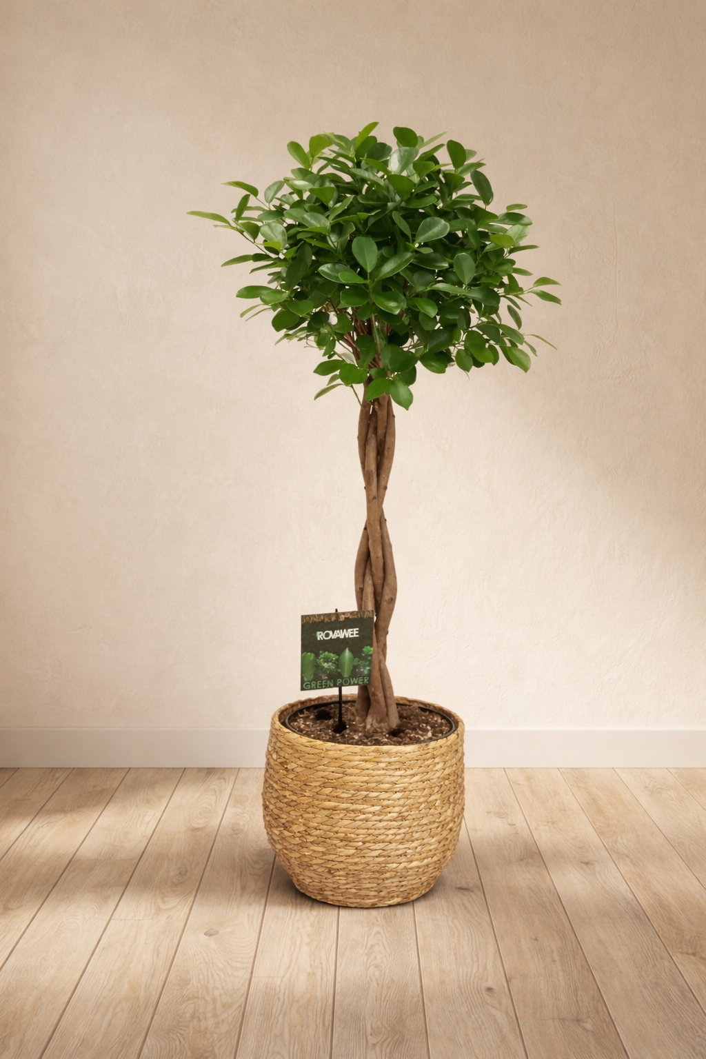 Ficus Microcarpa Moclame