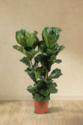 Ficus Lyrata