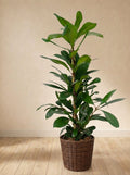 Ficus Cyathistipula