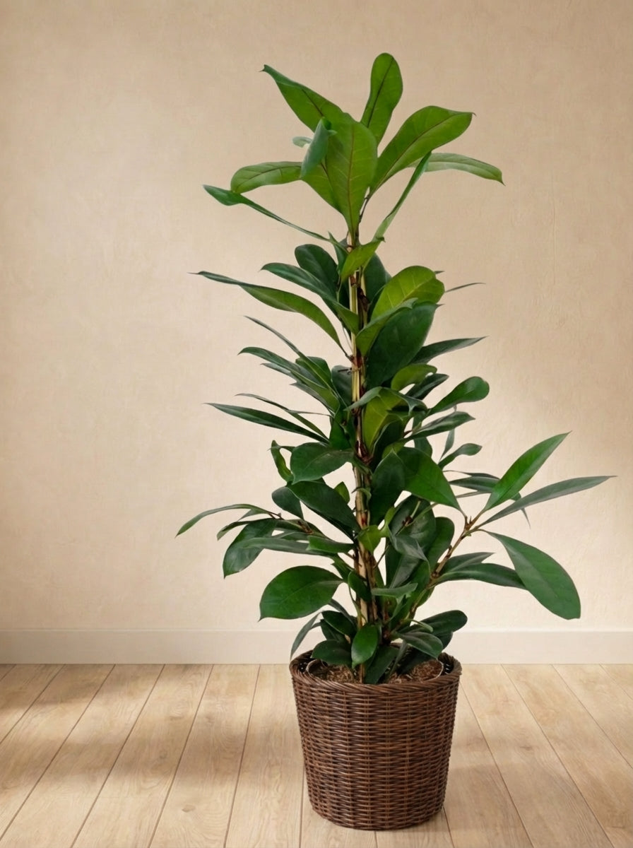 Ficus Cyathistipula