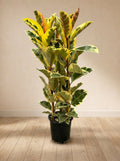 Ficus Elastica Tineke