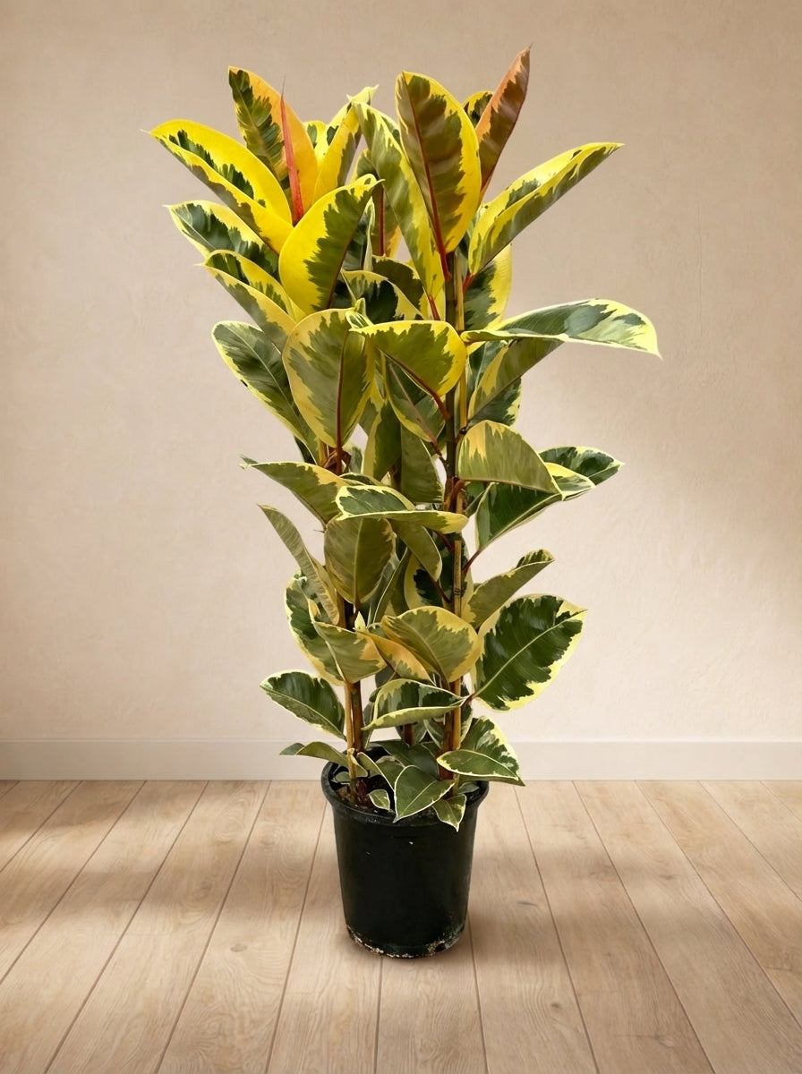 Ficus Elastica Tineke