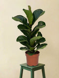Ficus Lyrata