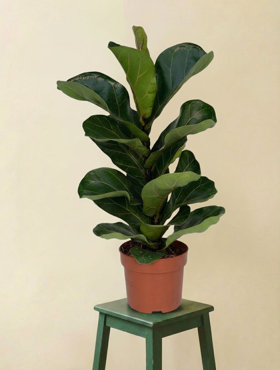 Ficus Lyrata