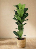 Ficus Lyrata